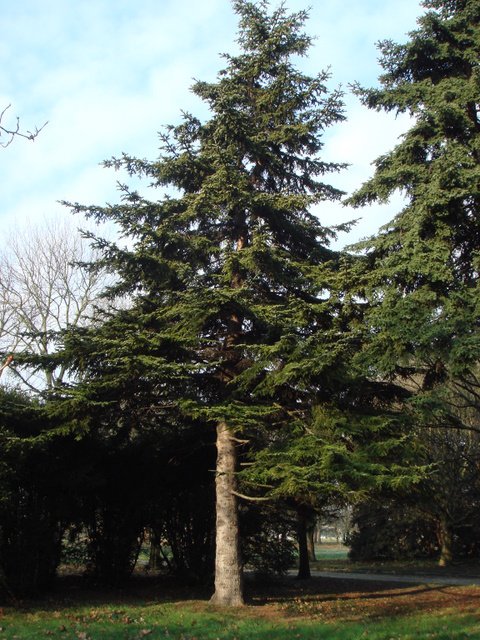 Abies alba